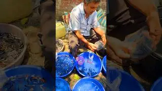 Buying in Biggest Pet Market in India #fish #petmarket #galiffstreet  #shorts #shortsfeed #bettafish