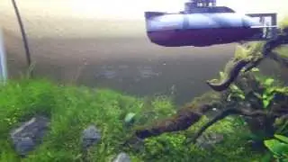 Waltersons Mini U16 RC Submarine in my planted tank