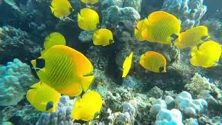 Tauchen im Roten Meer 6/2022 - Red Sea Diving (Robinson Club Soma Bay)