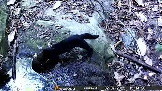 Tayra Drinks from a Rock Pool During the Dry Season | Loros Wildlife Sanctuary