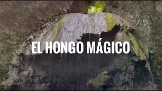 El Hongo Mágico de RD: el lugar que visitó BILL GATES en Jamao Al Norte - WilliamRamosTV