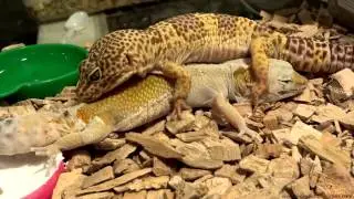 Leopard Gecko : First Mating : Spectacular! Part 1 - 2013.03.05