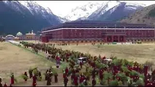 Monks are planting pine trees in the Himalayas ☘️👍☘️ #buddha #religion #bodhisattva #monk #temple
