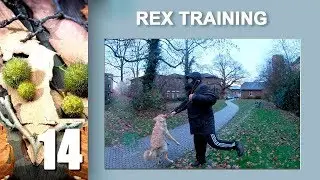 14. Rex-Hovawart Команда 