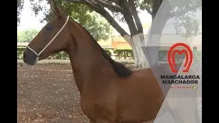 Padrão Racial