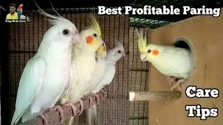 Cocktail parrot best pairing | Cockatiel bird | Cocktail care tips | Cocktail parrot talking | Birds