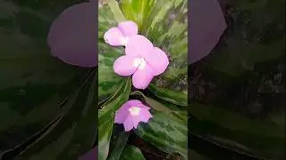 unknown flowers#blooming