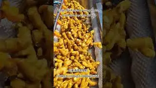Ginger Washing and Peeling Machine