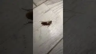 These Roaches Are Nasty ! BUG-A-SALT
