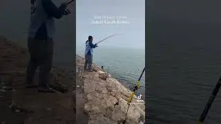 #jubail #fishing #seabream