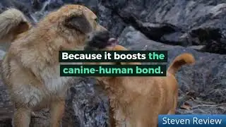Brain Training For Your Dog Review - Works or Just a SCAM?