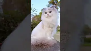 😻✨ The Most Beautiful Cat Princess Ever | Fluffy Royal Kitty 👑💎 #magicalrhymes#viral #cats #cute