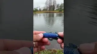 How to Texas rig a googan squad bandito bug🐛 !!!! #florida #fishing #bassfishinglife #texas