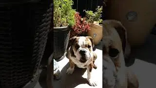 Alexandria the Bulldog- Finding Paradise story