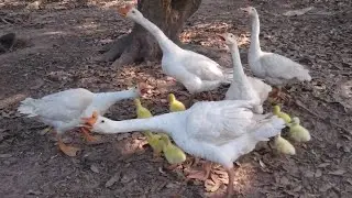 Baby Goose Hatching in Nest | Angry Parent Goose Defends