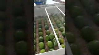 Mango Hot Treatment Solution | Mango Washing Line | Mango Cleaning Line #mangowash #mango #packhouse