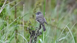 Dusky Flycatcher - 05/01/202