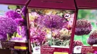 Alliums - Ornamental Onions at Phoenix Perennials, September 2011