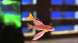 myfishroom