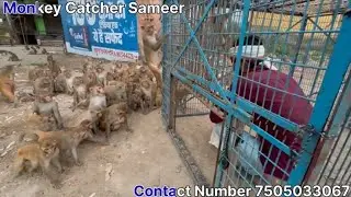 Bandar Wali Team ￼Monkey Trap Video ￼￼