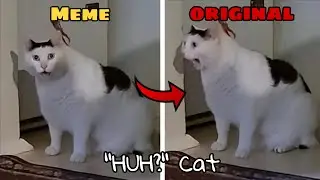 Huh? Cat (Meme vs Original)