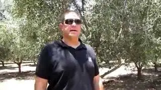 בכרם הזיתים - הסבר על תהליך גידול הזיתים