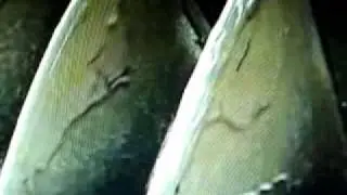 Cake Discharge
