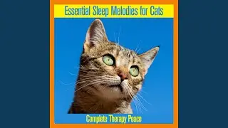 New Age Cat Relaxation