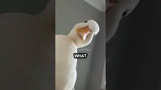 Drink water! #music #duck #funny