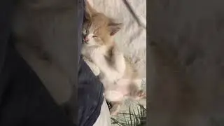 red kitten is tired / red angel tired  #veselyymir