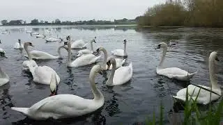 ❤🇮🇪SO MANY HUNGRY MUTE SWANS🦢KINNEGO BAY🧞‍♂️OXFORD ISLAND NATURE RESERVE IRELAND🇮🇪Subscribe🙏🏻LIKE🙏🏻