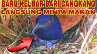PARAHH,,,BARU KELUAR DARI CANGKANG TELUR LANGSUNG MINTA MAKAN
