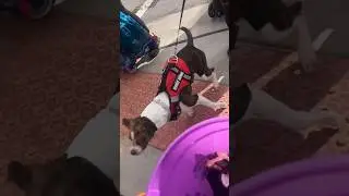 Поддельная служебная собака (для выпрашивания сладостей)