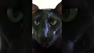 Cat Hunter