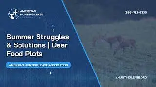 Summer Struggles and Solutions:   Deer Food Plots | American Hunting Lease Association