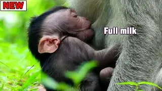So great looking to old mom Jade nurse to cute baby Jinx & comfort Jinx until sleep well