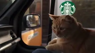 part 2 cute orange blob cat, waits patiently for pupcup in starbucks