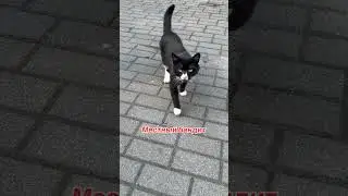 #шортс #милота #youtube #pets #music #funny #cat #приколы #animals #love #кот #котики