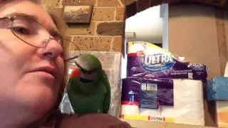 Moustache Parrot feeding time