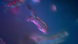 Бделлоидные коловратки (Bdelloidea)
