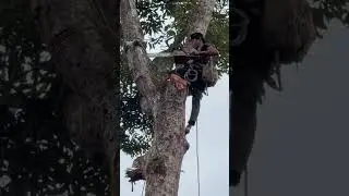 amazing!! the man with the skill of pruning trees is very brave
