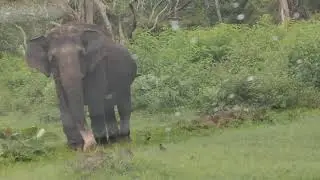 Elephant caught camera in Bandipura #Bandipura #ooty #forest #elephant