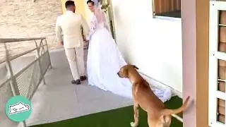 Dog Crushes Couple's Wedding And Then Disappears | Cuddle Buddies