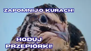 Przepiórka japońska - hodowla lepsza od kur! #rolnictwo #kury #przepiórki #ptaki 