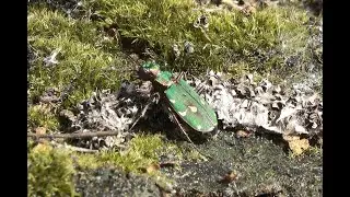 Groene zandloopkever Cicindela campestris