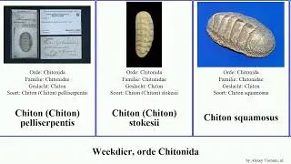 Weekdier, orde Chitonida ischnochiton stenoplax plaxiphora torri tricolor mollusca versicolor None