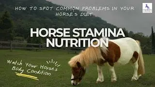 Horse Stamina Nutrition Starts Here