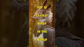 Top 10 Fastest Birds In The World 🦅💨