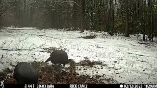 The snow in New Kent County brought out the Turkeys! February 12, 2025.