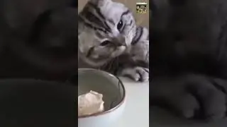 Cats Making Weird Sounds 😹 | Try Not to Laugh Challenge #comedypets #petcomedy #laughwithpets